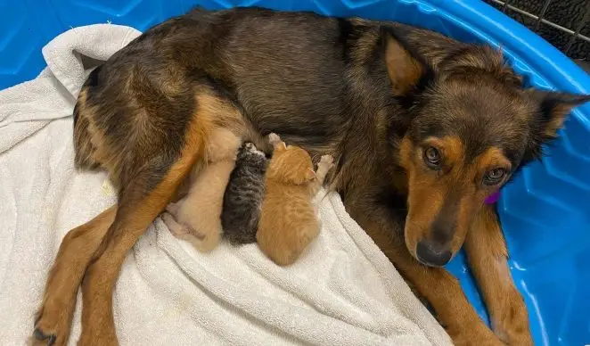 rescued puppy has become a surrogate mother to three precious kittens, highlighting the power of interspecies compassion.