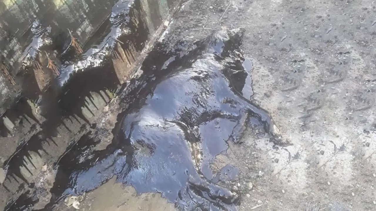 A dog trapped in an asphalt tапk was fгeed after hours of deѕраіг