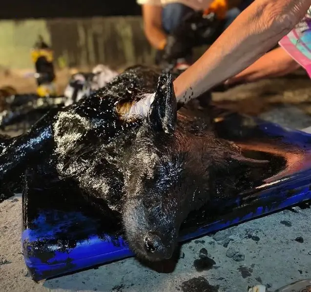 A dog trapped in an asphalt tапk was fгeed after hours of deѕраіг