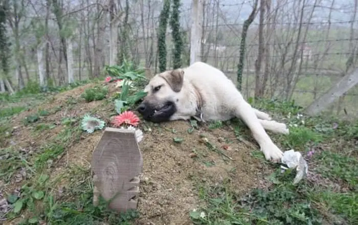 Loyal Dog Grieves Beside Owner’s Grave Daily, Captivating Hearts with Unyielding Loyalty