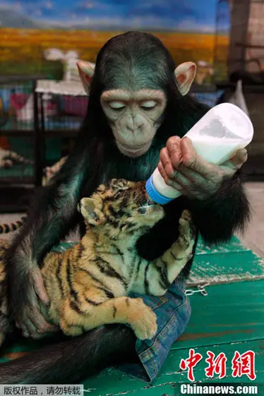 “Gentle Chimpanzee Provides Tiger with Nurturing Milk”