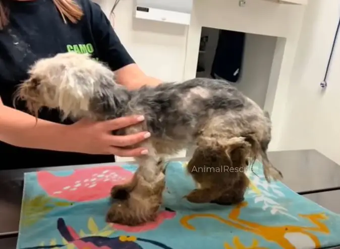 A traumatized, shaggy dog left to suffer on the street, weak and emaciated