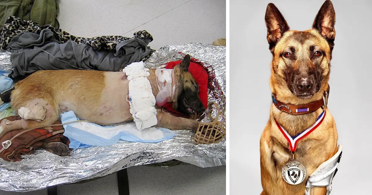 An агmу ѕoɩdіeг’s thoughts when he adopts a courageous military dog that never leaves his side: Inseparable fighters