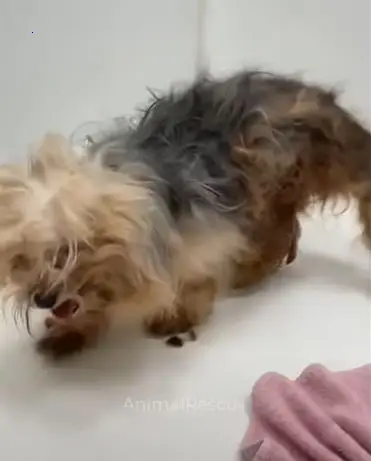 A traumatized, shaggy dog left to suffer on the street, weak and emaciated