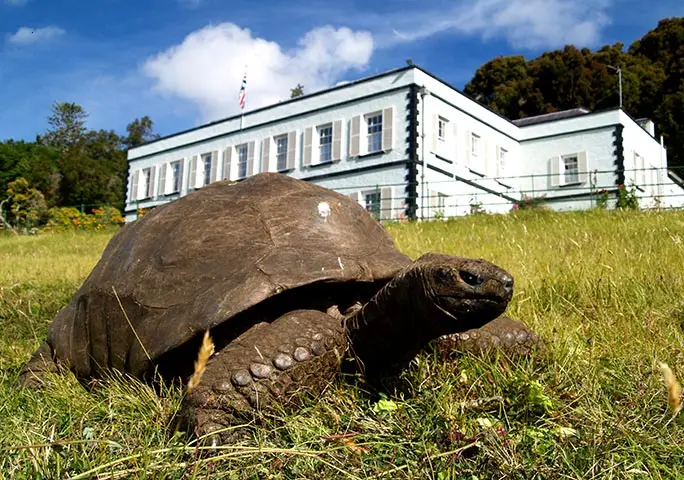 The World’s Oldest Living Turtle at 190 Years — A Remarkable Tale of Timeless Resilience.