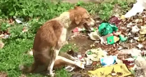 Rescued a stray dog ​​whose hind legs were tied, his spine injured, sitting in the middle of a pile of trash