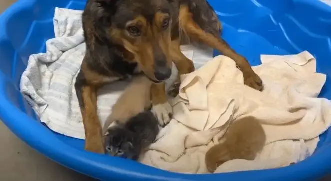 rescued puppy has become a surrogate mother to three precious kittens, highlighting the power of interspecies compassion.