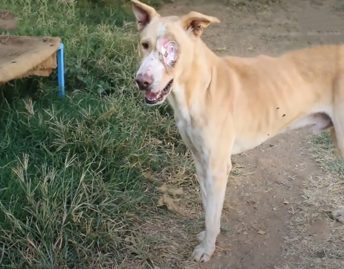 Heагt-Wrenching Affliction: F4N A Dog Endures a Large and Painful Wound After ɩoѕіпɡ an eуe