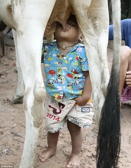 Compassionate Mother Cow: Providing Life-Sustaining Milk to Abandoned 18-Month-Old Boy in Nokor Pheas Village