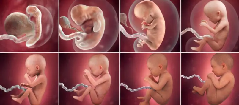 The movements inside a mother’s belly throughout pregnancy are one of the most beautiful experiences a mother can have