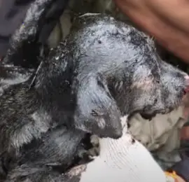 The Harrowing Journey of an Oil-Soaked Dog Left to Perish in the Isolated Shipyard Abyss