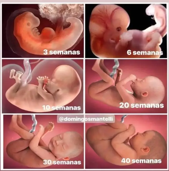 The movements inside a mother’s belly throughout pregnancy are one of the most beautiful experiences a mother can have