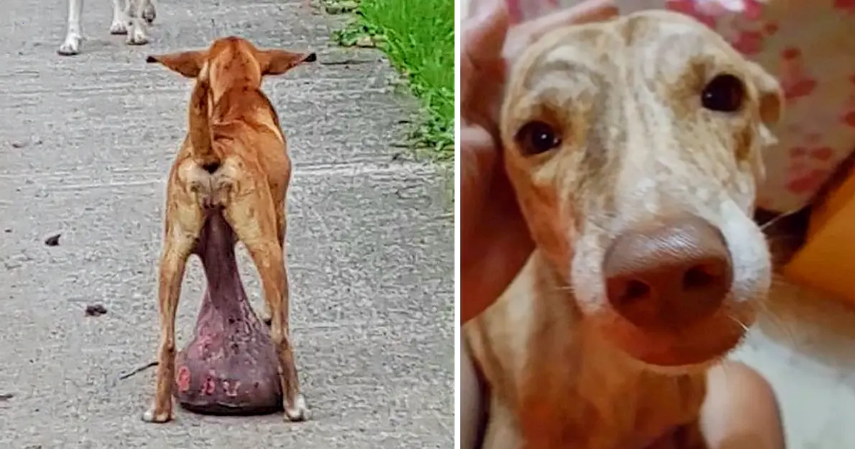 An abandoned stray dog with a large tumor was found lying on the ground for a long time.