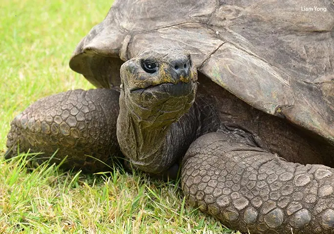 The World’s Oldest Living Turtle at 190 Years — A Remarkable Tale of Timeless Resilience.