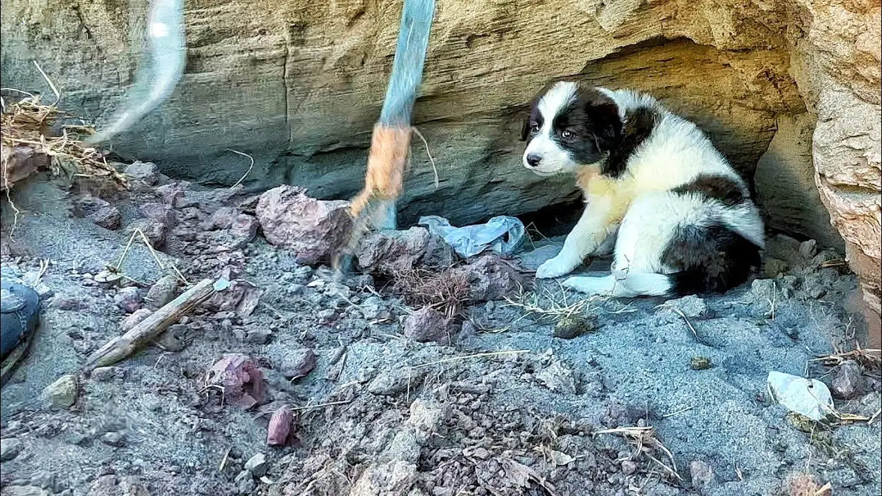 Secluded within a rocky hollow, a defenseless, orphaned dog seeks solace, shedding light on the harsh realities of life on the streets