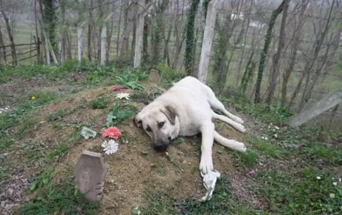 Loyal Dog Grieves Beside Owner’s Grave Daily, Captivating Hearts with Unyielding Loyalty