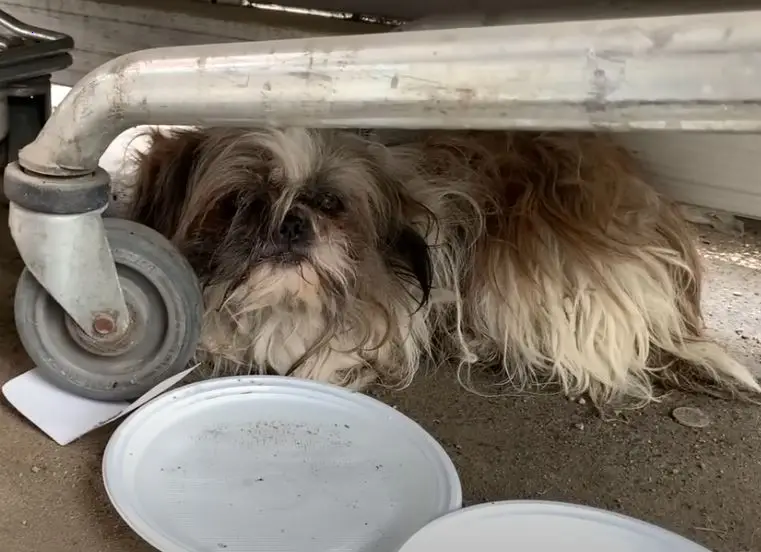 A frightened and lonely stray dog is rescued and given a happy ending thanks to the compassion of his saviour
