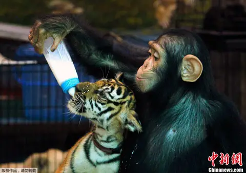 “Gentle Chimpanzee Provides Tiger with Nurturing Milk”
