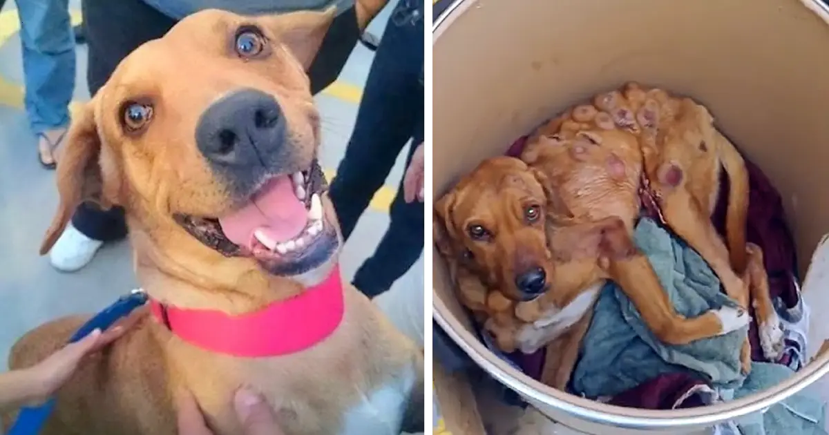 The heartbreaking struggle and triumph of an abandoned dog fighting cancer, bringing tears to his eyes
