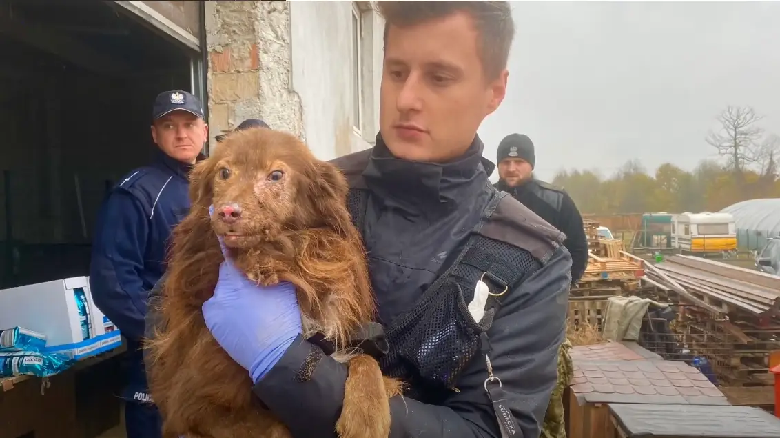 The exposure of two appalling instances of animal cruelty in Poland underscores the pressing need for heightened awareness
