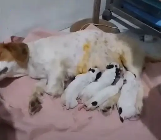 A half-paralyzed pregnant mother dog subjected to ruthless abandonment embarks on a miraculous journey