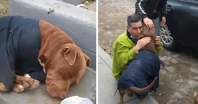 The owner shed tears when reunited with his lost pet dog after 6 months of wandering.