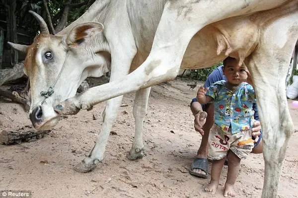 Compassionate Mother Cow: Providing Life-Sustaining Milk to Abandoned 18-Month-Old Boy in Nokor Pheas Village