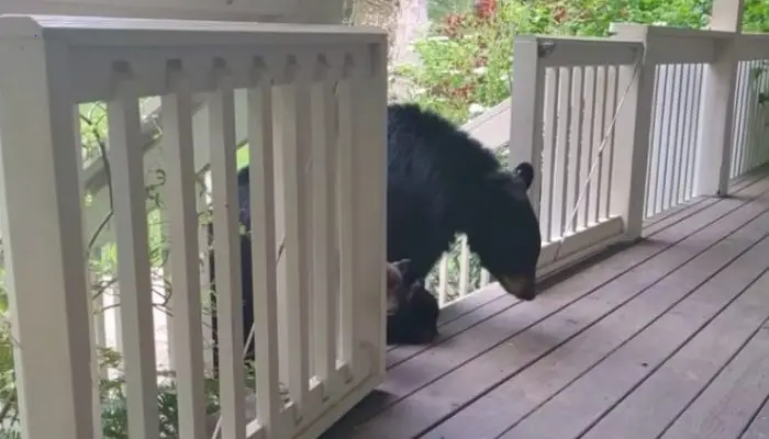 Mother bear made the decision to introduce her cubs to a human acquaintance who has been helpful to her