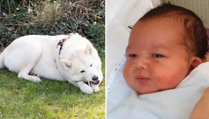 After his mother left him in the park, a brave dog rescued the life of a newborn baby