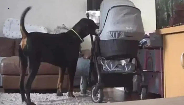 On camera, the dog consoles his crying baby sister with his favorite toy