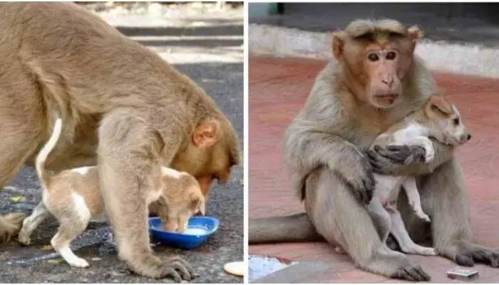 Monkey saw a tiny dog and adopted him, treating him as if he were her own child