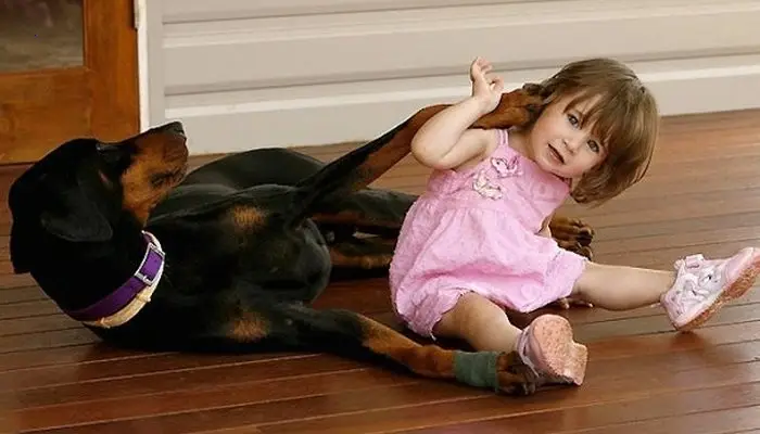 The family realizes the newly rescued dog is saving the toddler’s life as he clings to her