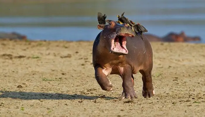 After a flock of birds attempted to take a ride on its back, a newborn hippo cried for aid