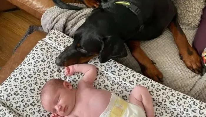 On camera, the dog consoles his crying baby sister with his favorite toy
