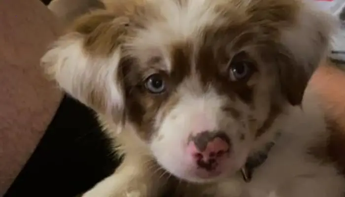 A family was reunited with their missing puppy thanks to a baby’s cry