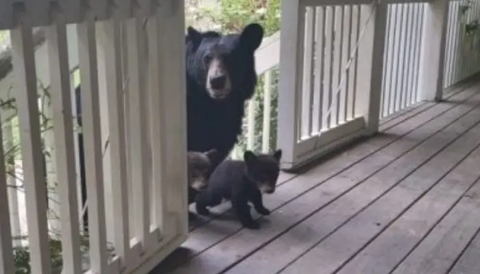 Mother bear made the decision to introduce her cubs to a human acquaintance who has been helpful to her
