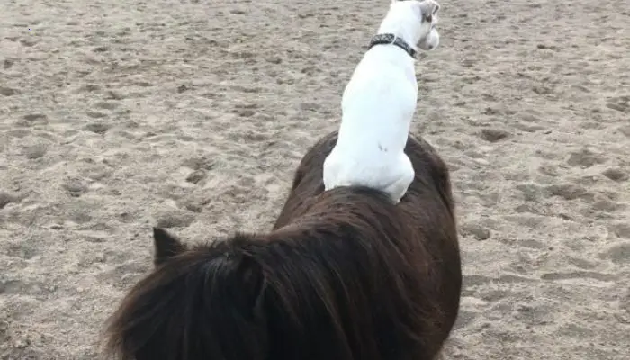 A rescue horse develops a particular bond with a dog that is infatuated with riding on her back