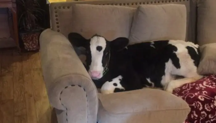This is a cute baby calf who was raised with three dogs and thinks he’s one of them