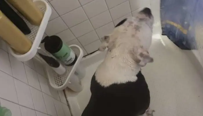 The dog noticed that her pregnant owner was taking an unusually long shower and went to see whether everything was okay