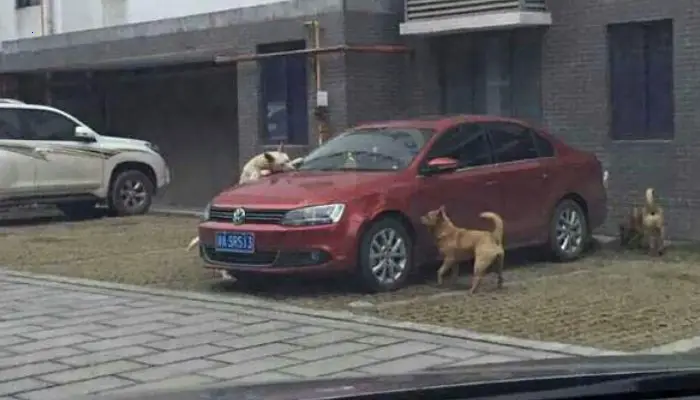 After being kicked by a driver, a stray dog returns with pals to crash his car