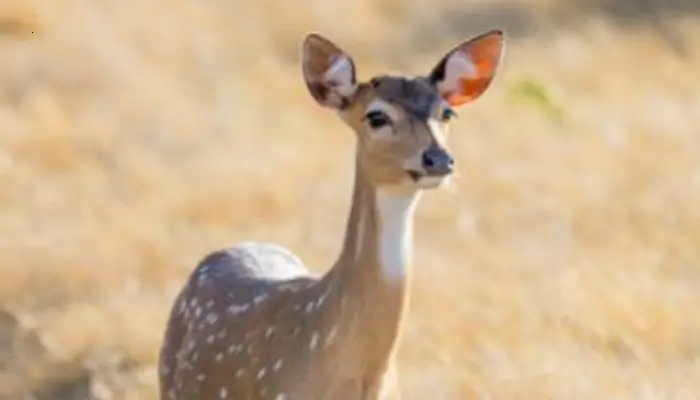A moving story about a mother deer rescuing her frozen child on the side of the road