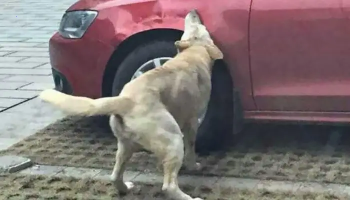 After being kicked by a driver, a stray dog returns with pals to crash his car