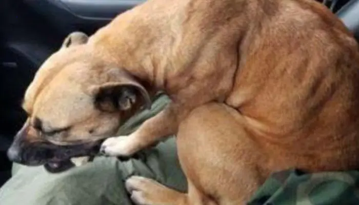 The stray dog jumped inside the open car door in the parking lot, seeking for help, and her life has never been the same since