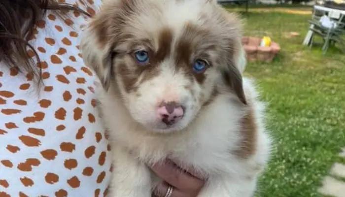 A family was reunited with their missing puppy thanks to a baby’s cry