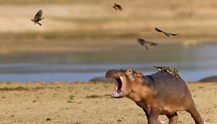 After a flock of birds attempted to take a ride on its back, a newborn hippo cried for aid