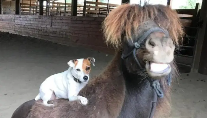 A rescue horse develops a particular bond with a dog that is infatuated with riding on her back