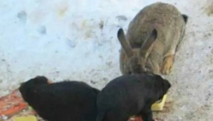 Rabbit takes in stray puppies, cares for them, and feeds and warms them