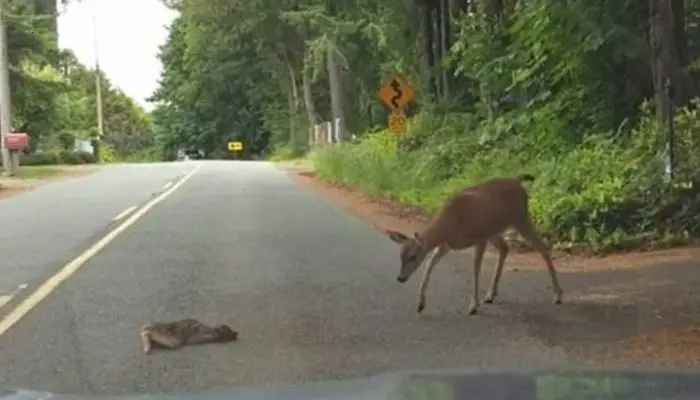 A moving story about a mother deer rescuing her frozen child on the side of the road