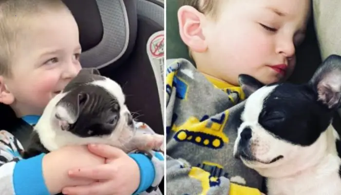 A 2-year-old boy has had his skull reconstructed. He was given a puppy that looks exactly like him
