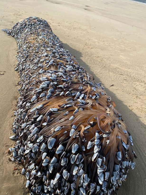 Huge unidentified “strange” object discovered on North Gower beach covered with creepy gooseneck barnacles (Video).f
